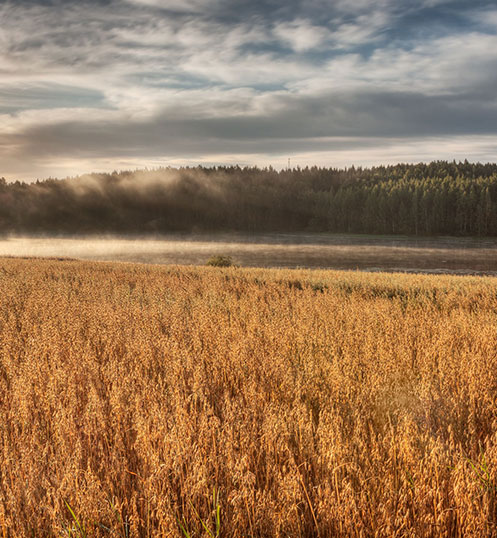 WHAT-WE-DO-4 sunopta